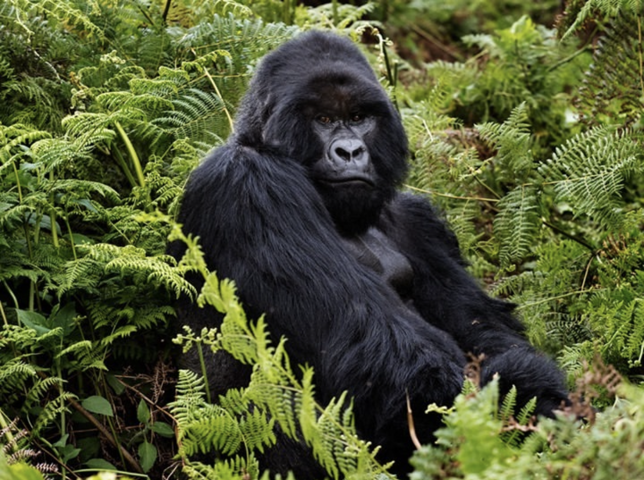 Rwanda travel eSIM and gorilla safari
