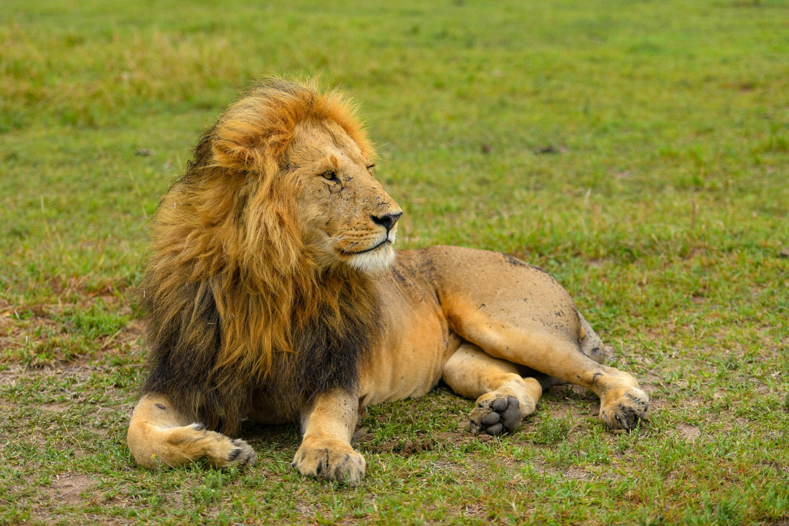 Lion in Maasai Mara