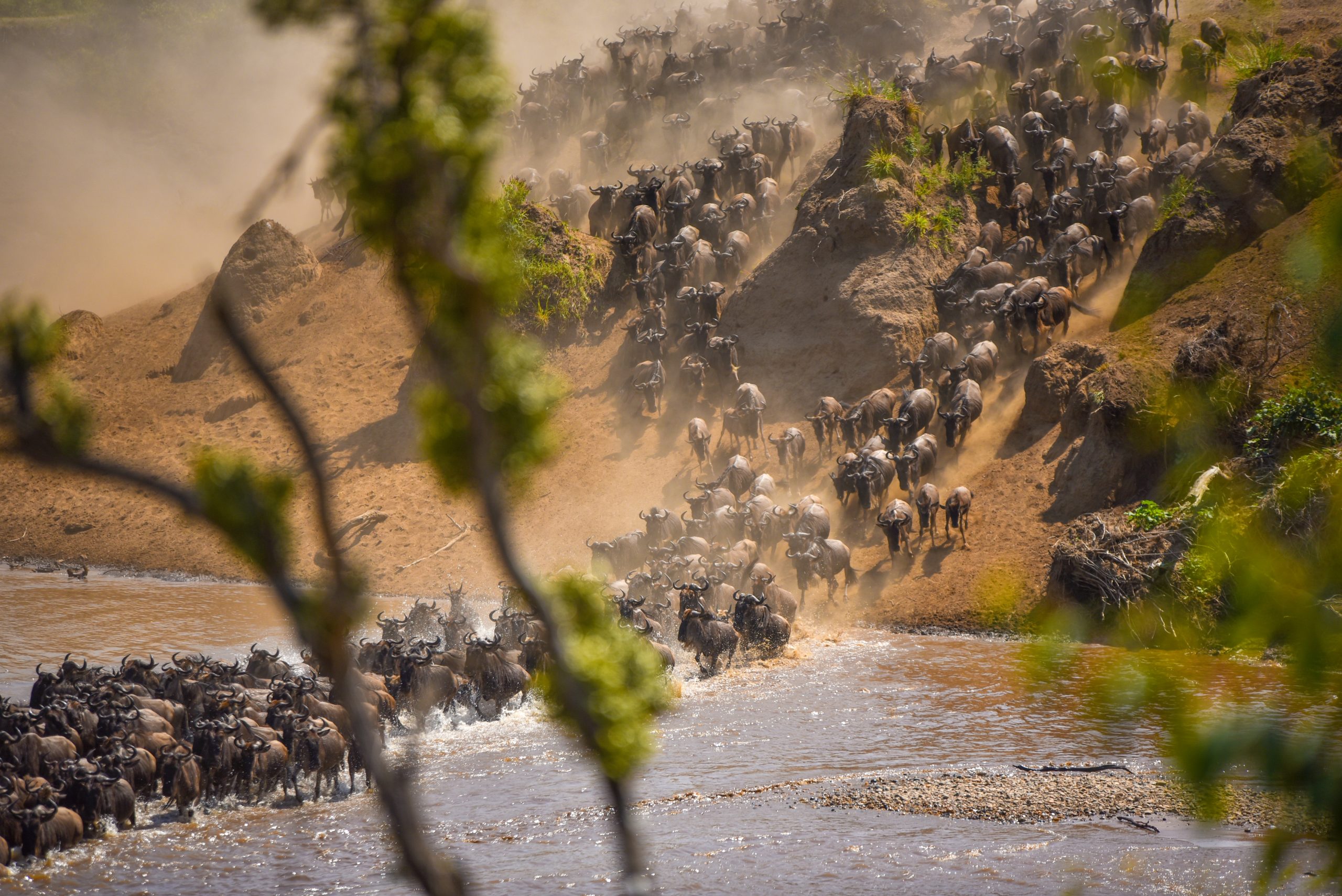 Wildebeest crossing the Mara River during the Great Migration