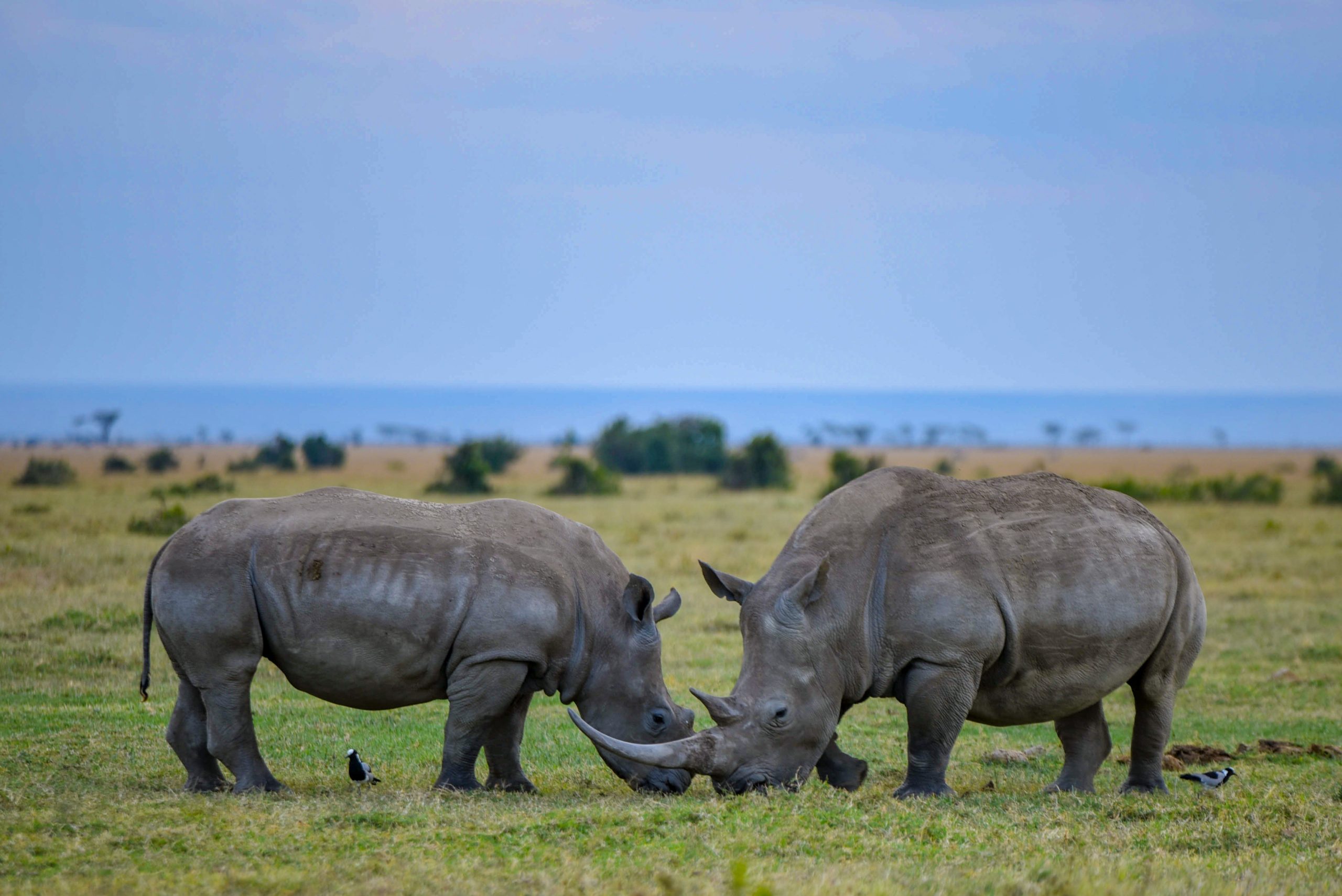 White rhinos grazing in Lake Nakuru National Park