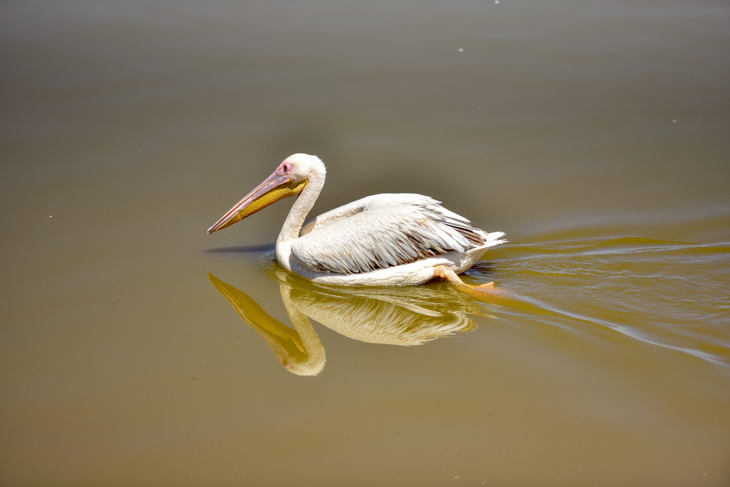 Great white pelican swimming on Lake Naivasha