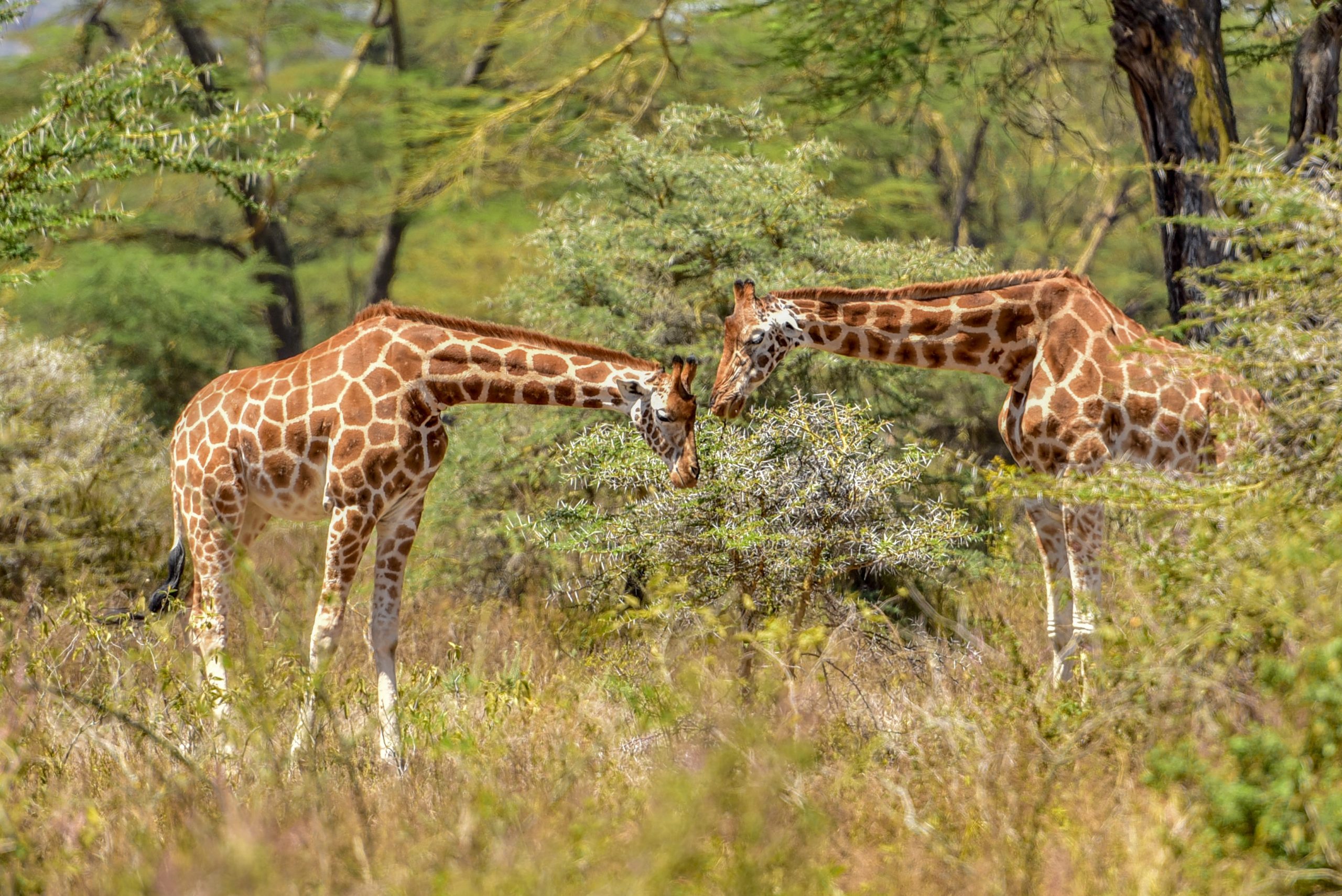 Reticulated giraffes feeding on acacia in Samburu National Reserve