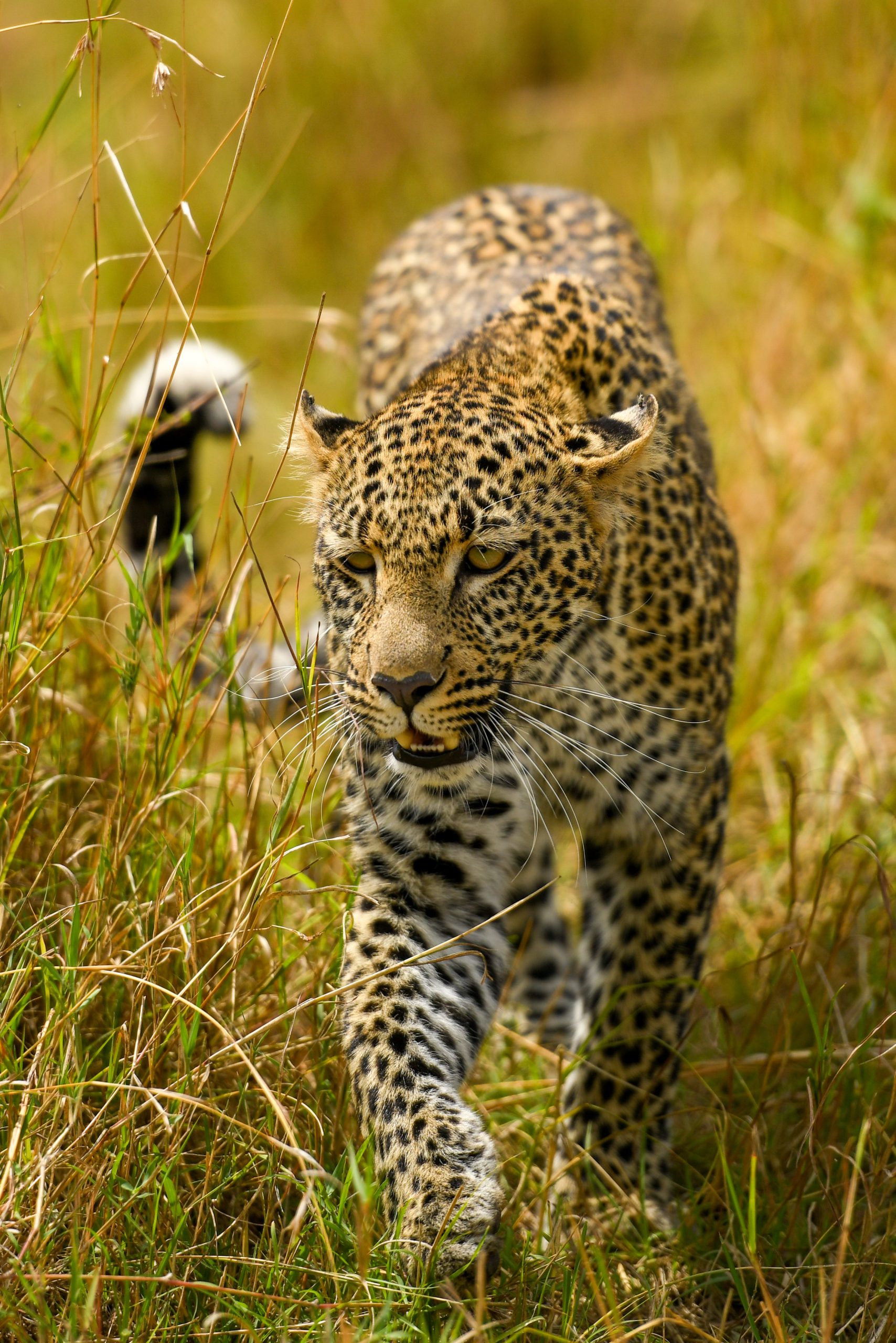 Leopard stalking through the undergrowth in the Maasai Mara