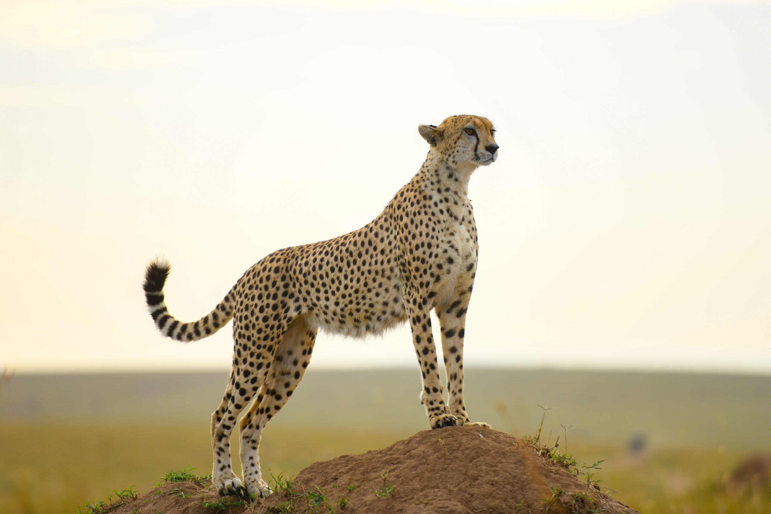Cheetah standing on a termite mound in the Maasai Mara