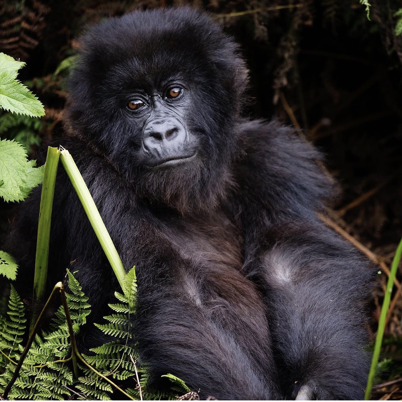 Gorilla trekking experience in Rwanda