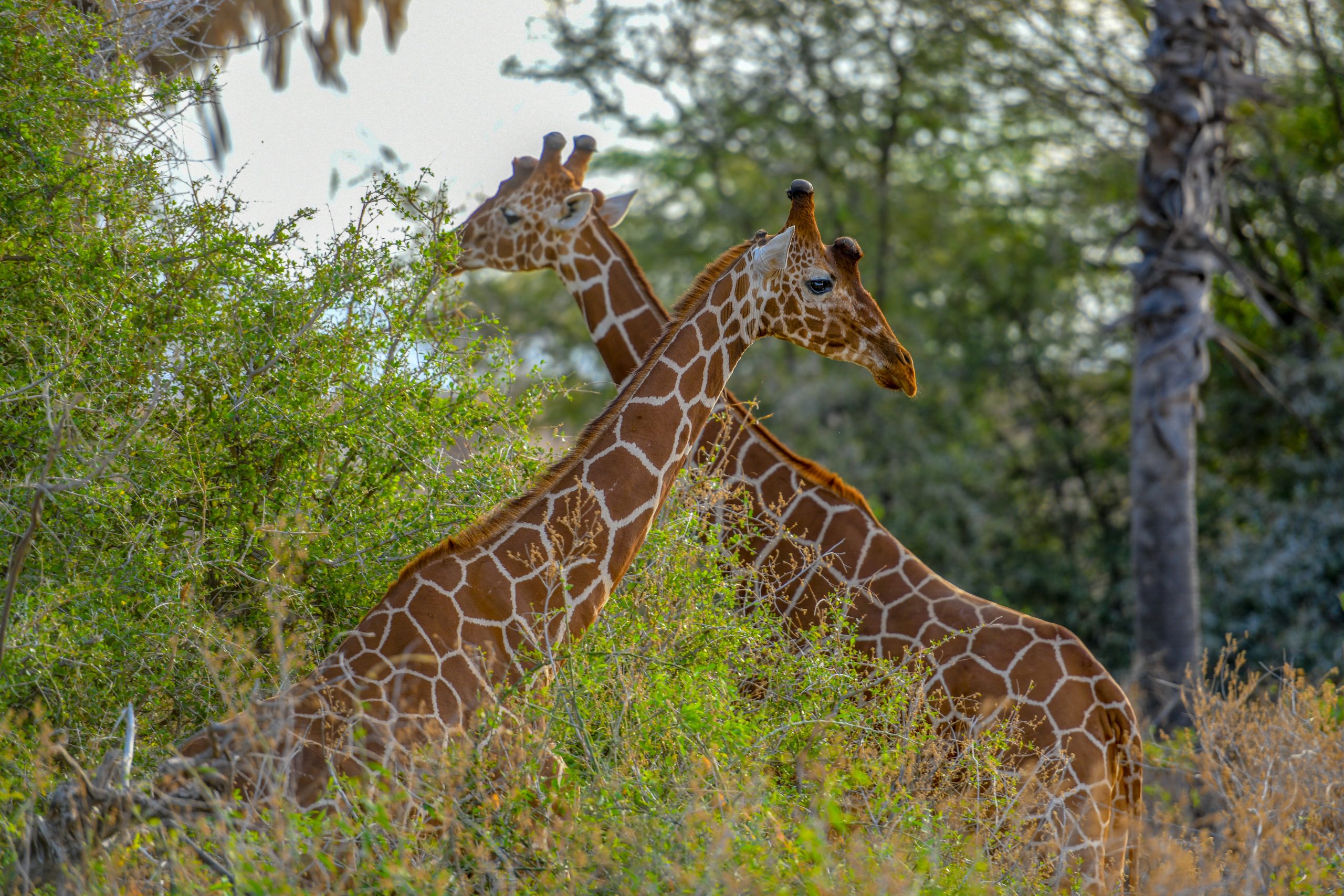 Kenya travel eSIM safari connectivity