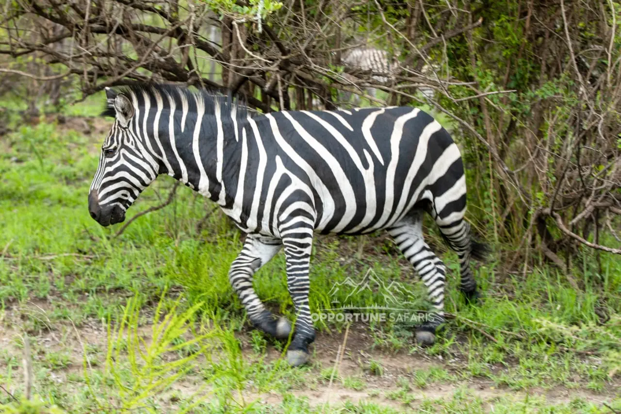 Akagera National Park safari landscape in Rwanda