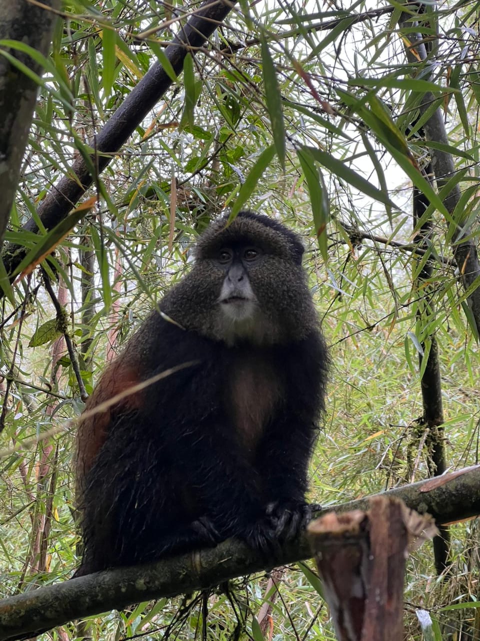Golden monkey in Volcanoes National Park, Rwanda
