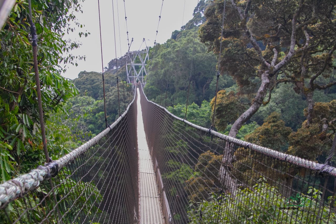 Nyungwe canopy walkway in Rwanda