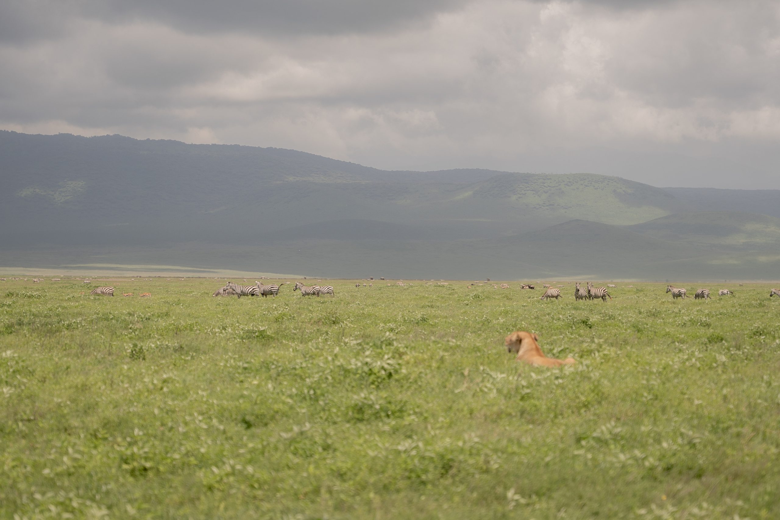 Green Tanzania highlands and wildlife